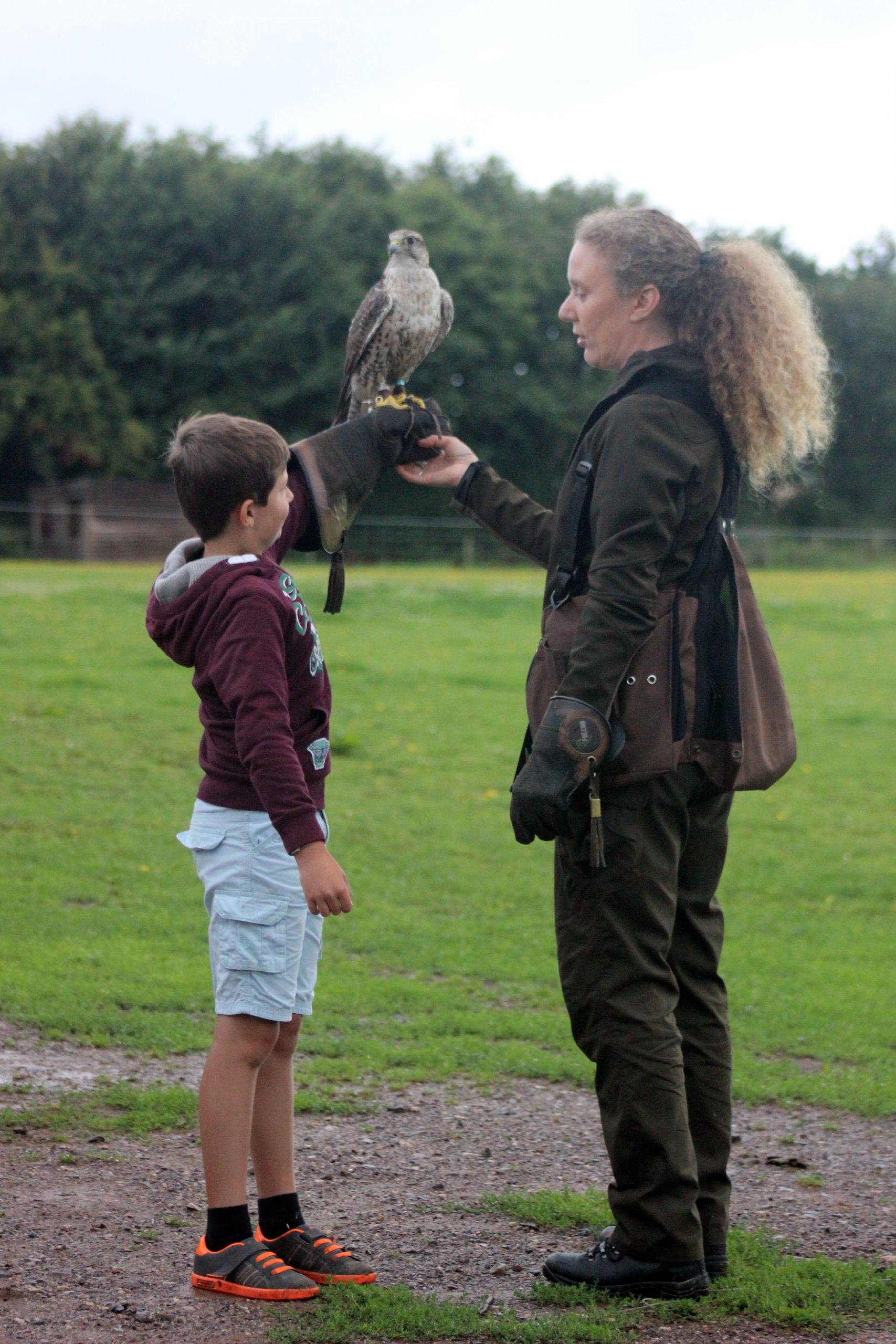 Falconry 1 - Conquest Centre